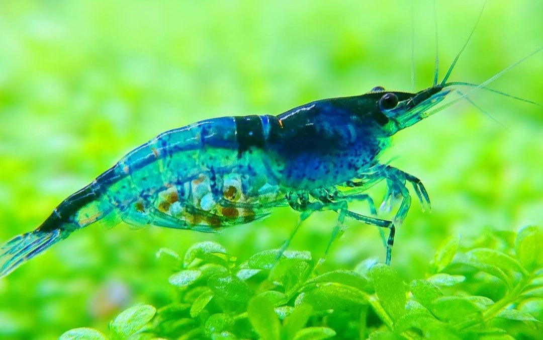 Blue Jelly Garnelen - Neocaridina