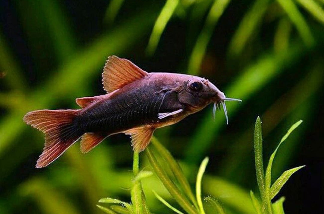 Schwarzer Metallpanzerwels - Corydoras aeneus "Black