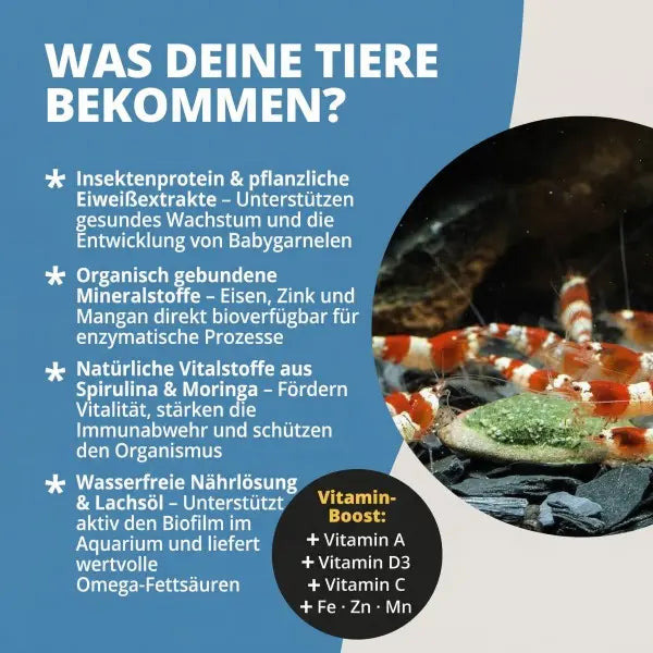 Longlife Pudding: Die stetige Futterquelle für dein Aquarium  🐌🍤 AquaTimo