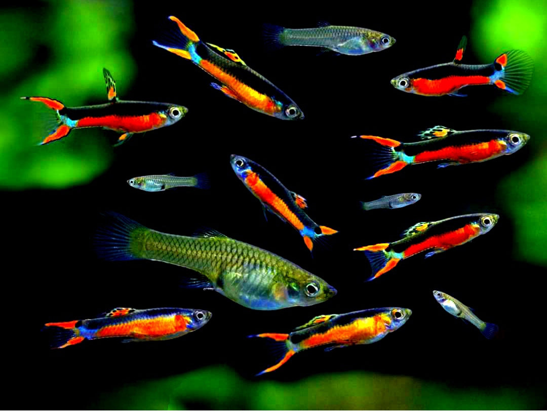 Endler Guppy - Naturform Guppys aus Liebevoller Zucht