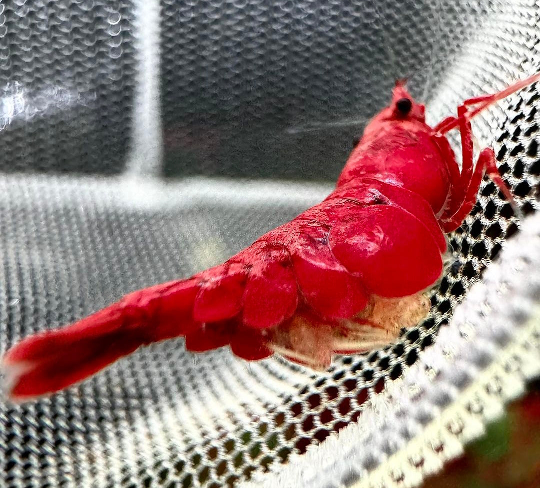 Neocaridina davidi - Bloody Mary Garnelen
