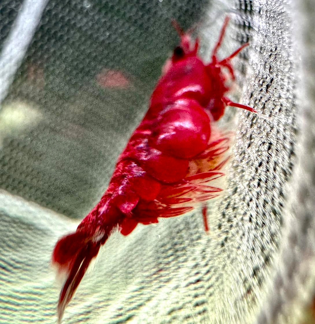 Neocaridina davidi - Bloody Mary Garnelen