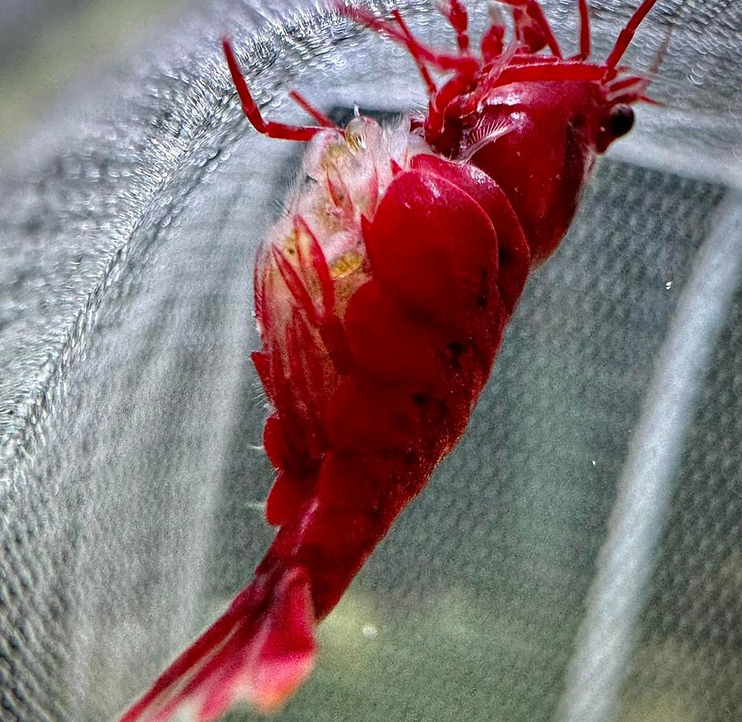 Neocaridina davidi - Bloody Mary Garnelen