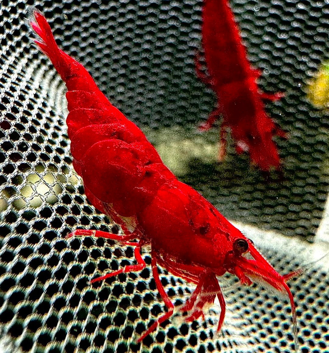 Neocaridina davidi - Bloody Mary Garnelen