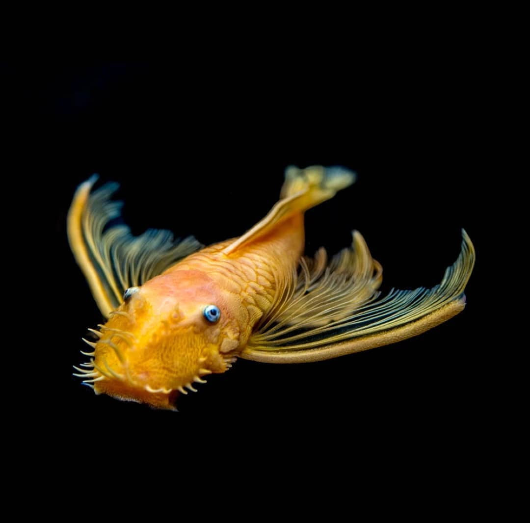 LDA 144 Longfin Snow White aus Liebevoller Zucht  - Antennenwels Ancistrus sp.