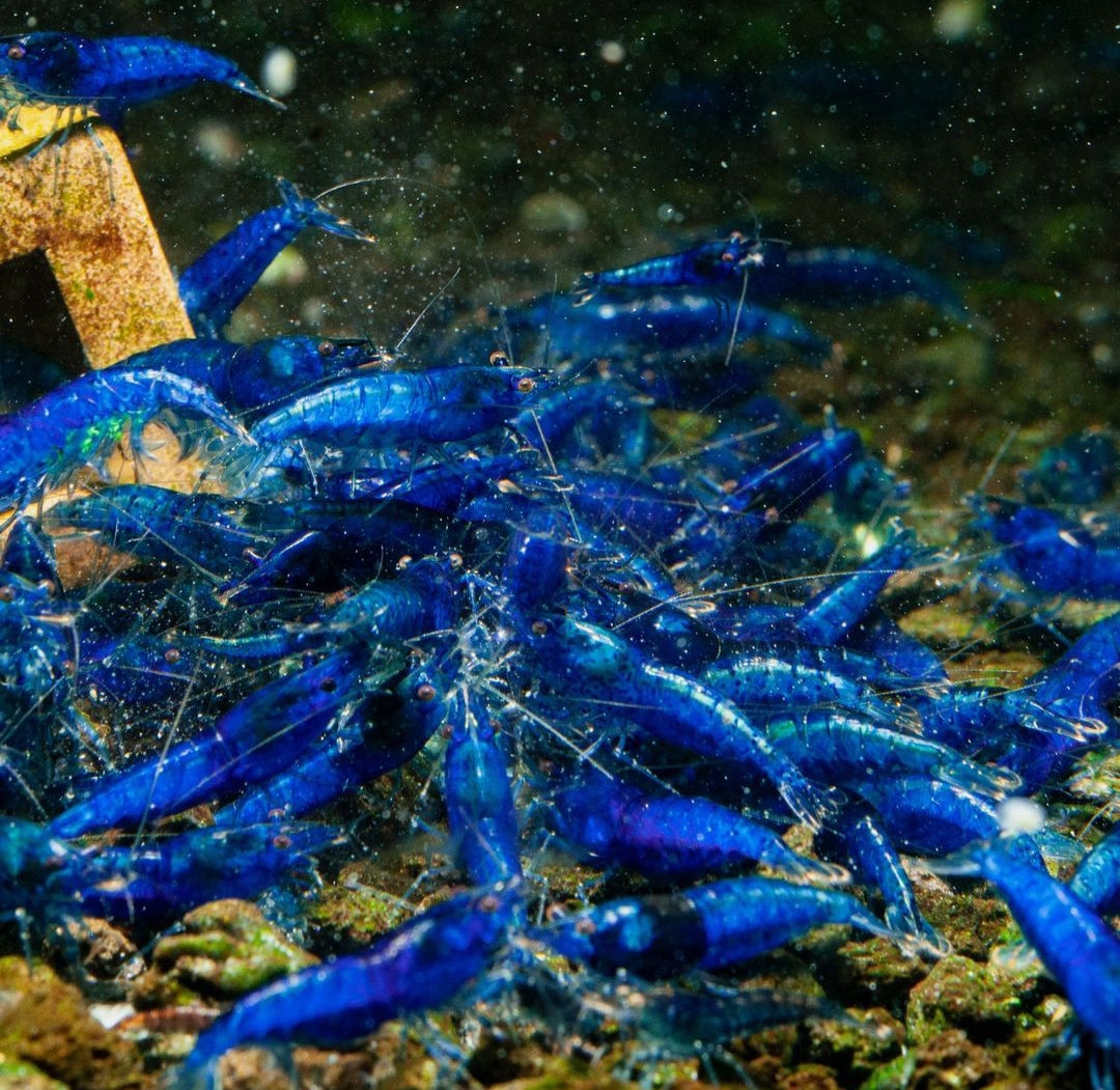 Blue Dream Garnelen - Neocaridina