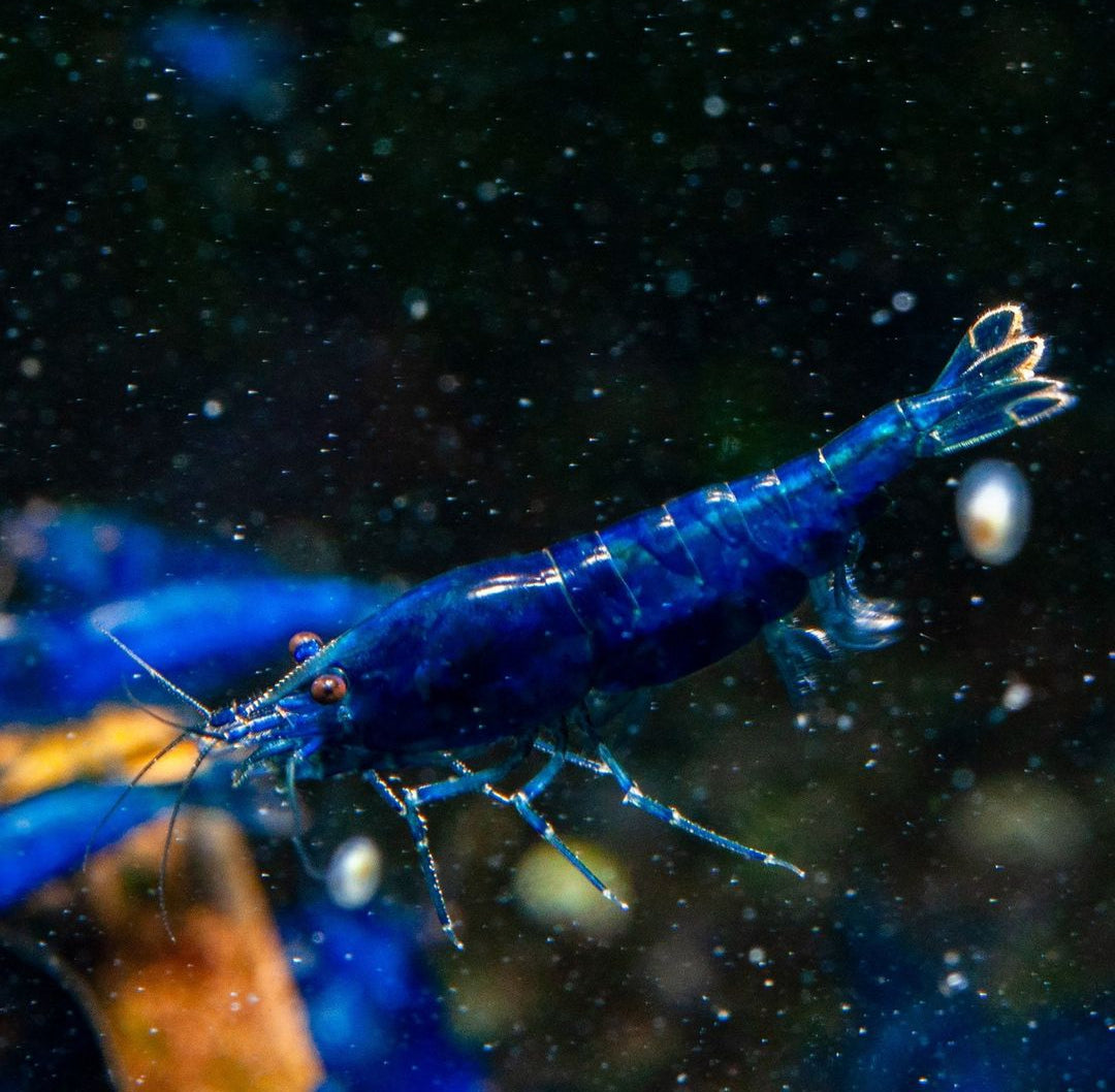 Blue Dream Garnelen - Neocaridina
