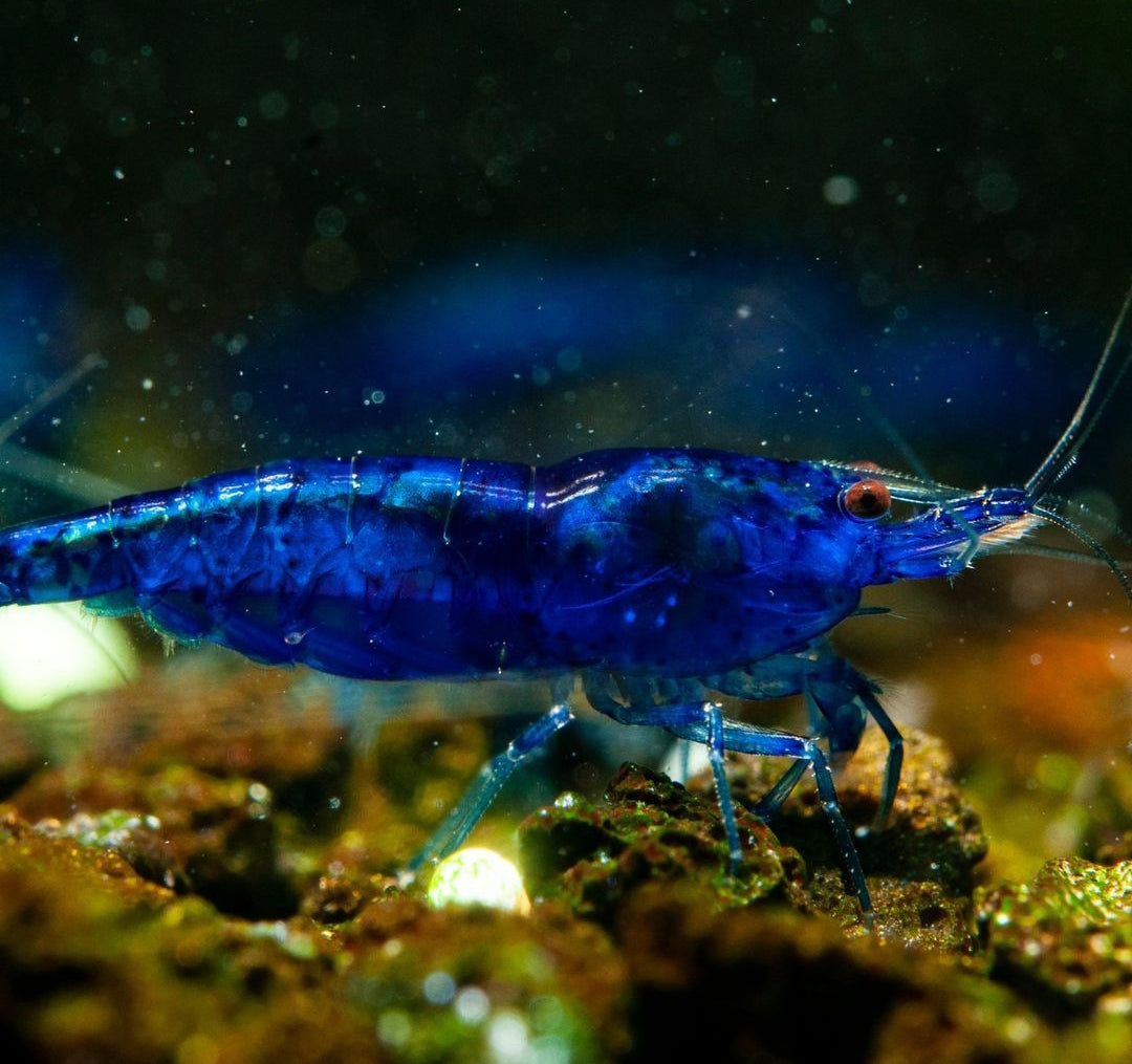 Blue Dream Garnelen - Neocaridina