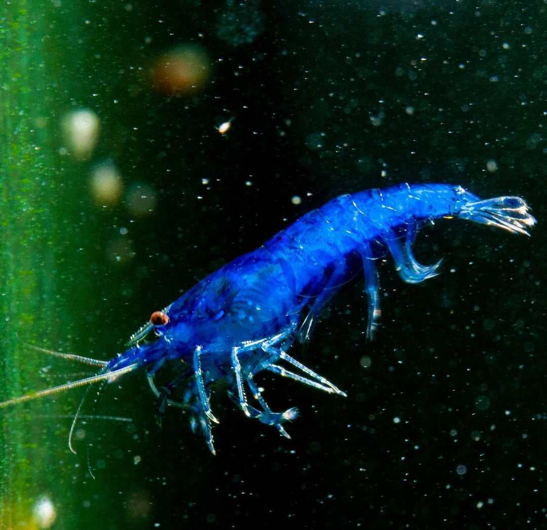 Blue Dream Garnelen - Neocaridina