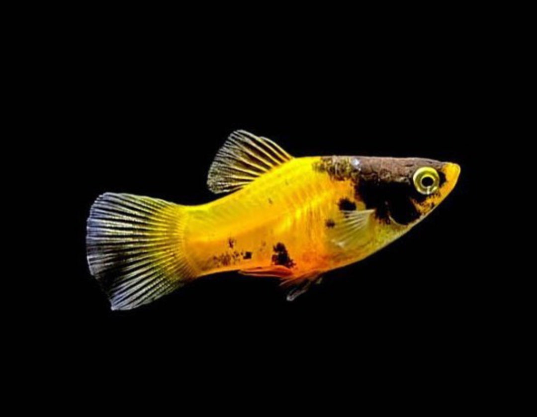 Platy Mix aus Liebevoller aufzucht