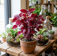 Terrarienpflanzen