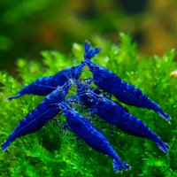 Neocaridina
