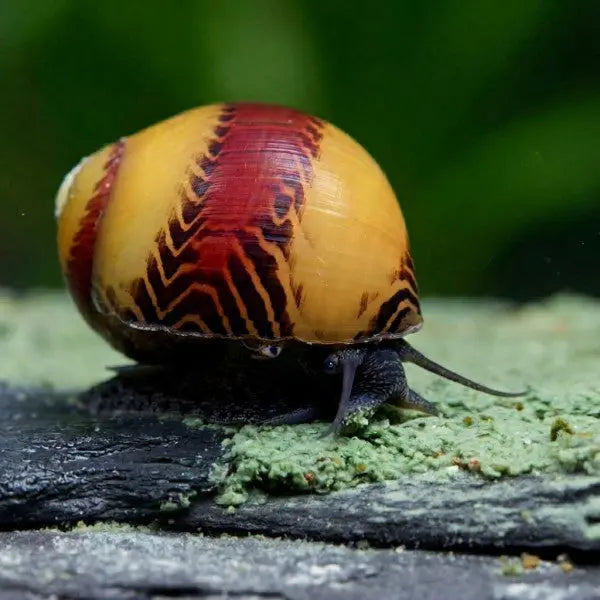 NatureHolic Snailfeed Pudding: Die leckere Futterpaste für gesunde Gehäuse & vitale Aufwuchs fressende Schnecken! 🐌💚 AquaTimo