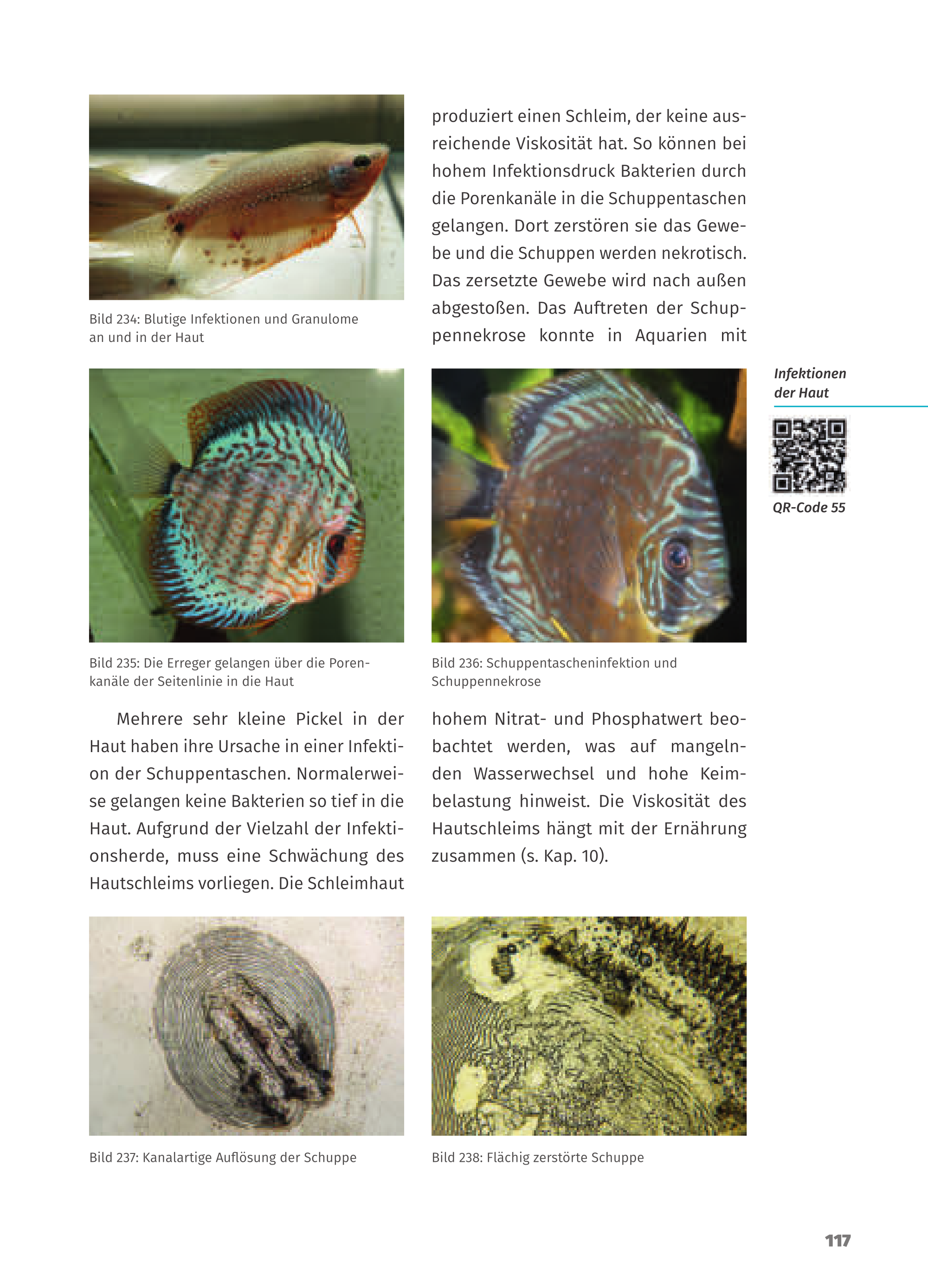 Krankheiten der Zierfische - Buch