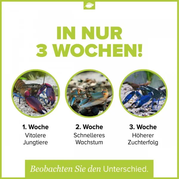 NatureHolic Cheraxfeed Junior: Spezial-Aufzuchtfutter für juvenile Cherax AquaTimo