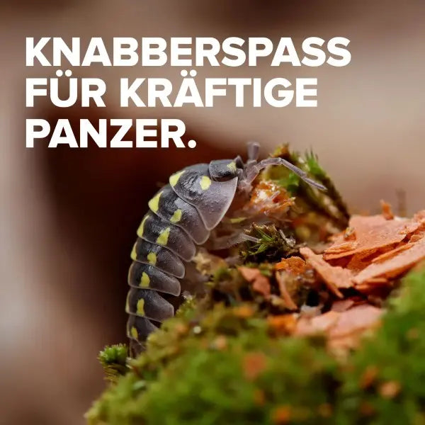 NatureHolic Assel Feed: Dein Premium-Spezialfutter für vitale Asseln, starke Panzer und Zucht-Erfolge! 🚀 AquaTimo