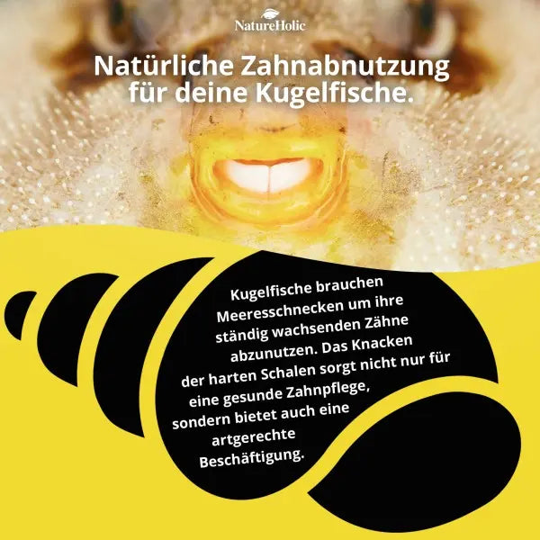 NatureHolic Pufferfeed: Das lebensnotwendige Alleinfuttermittel aus gefriergetrockneten Meeresschnecken für gesunde Kugelfische! 🐡 AquaTimo