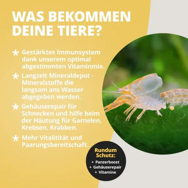 NatureHolic MineralCubes "Vitamine Power": Die smarte Mineralstoff-Versorgung & das perfekte Ferienfutter für Wirbellose! 🤩 AquaTimo