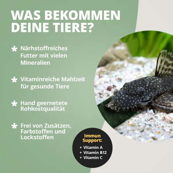 NatureHolic CatfishPlates: 100% Algen-Power für deine Harnischwelse und Aufwuchsfresser 🌿🐟 AquaTimo