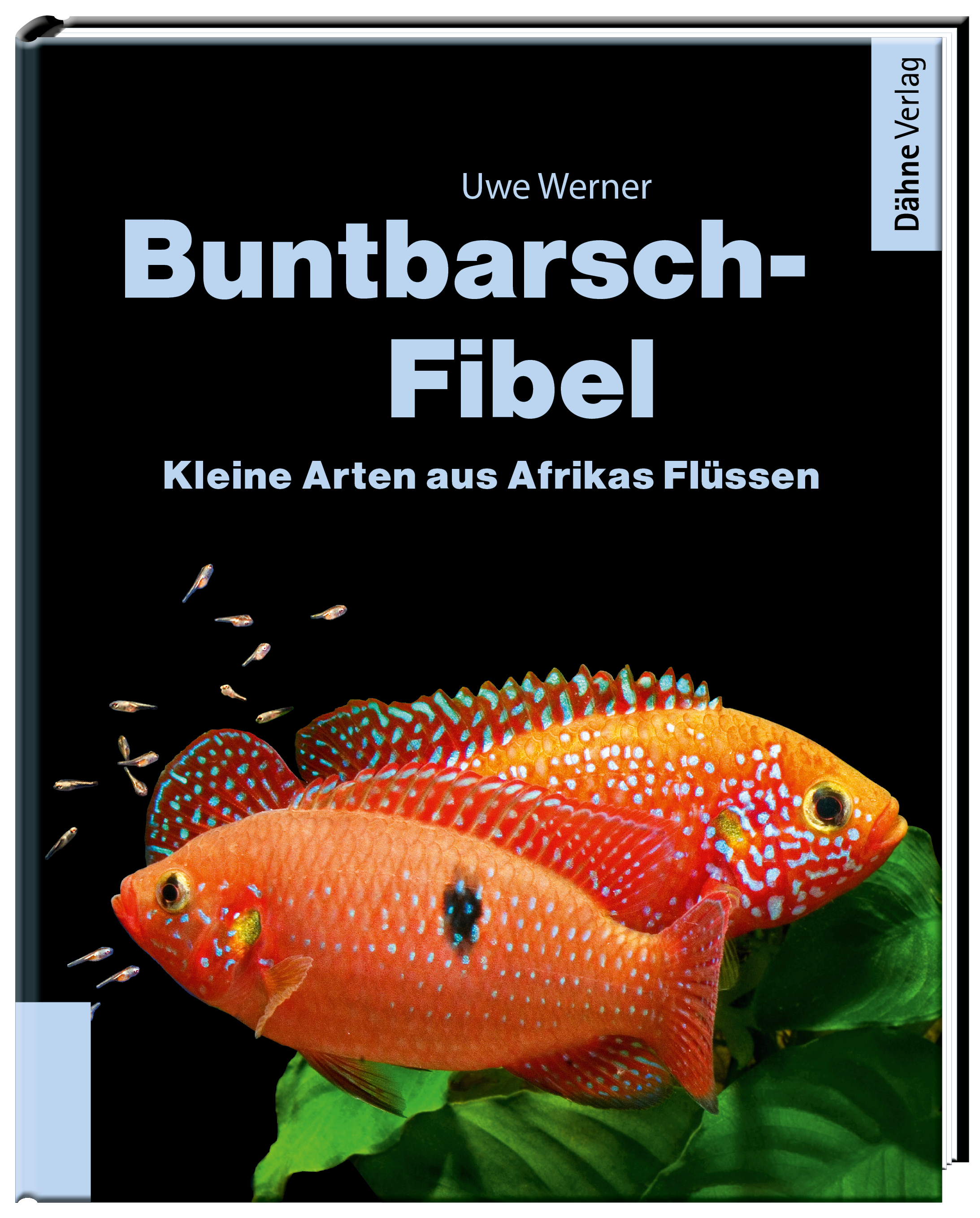 Buntbarsch Fibel Afrika
