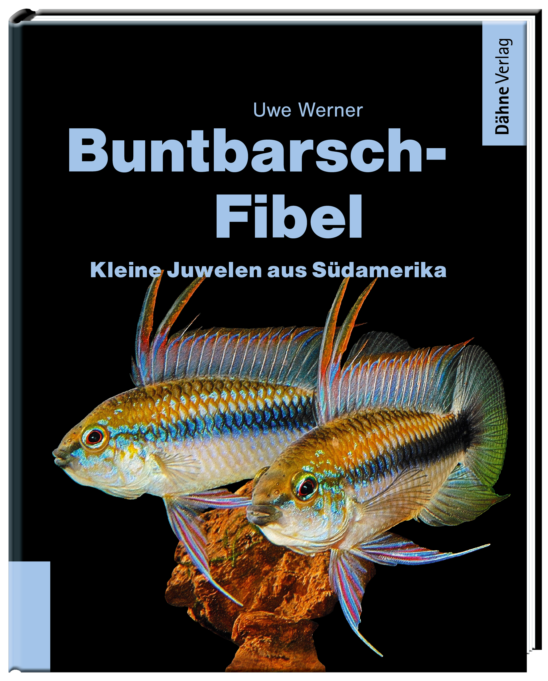 Buntbarsch Fibel Südamerika
