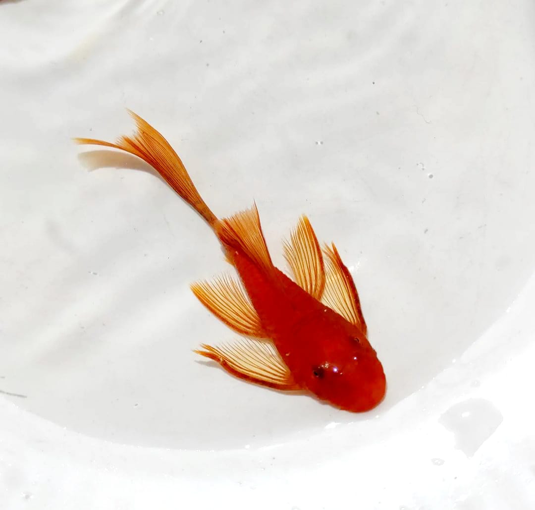 LDA 016 Longfin aus Liebevoller Zucht  - Antennenwels Ancistrus sp. Rot