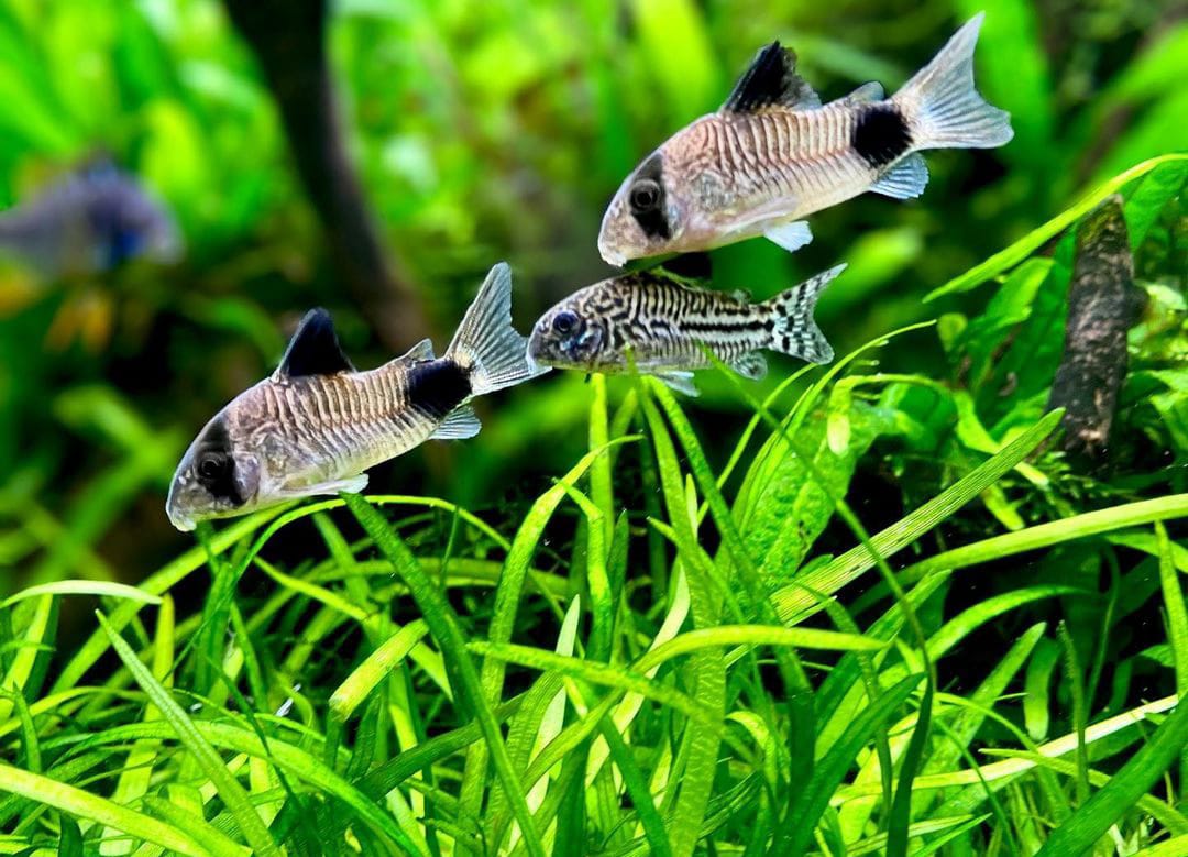 Juli Panzerwels - Hoplisoma (Corydoras) julii