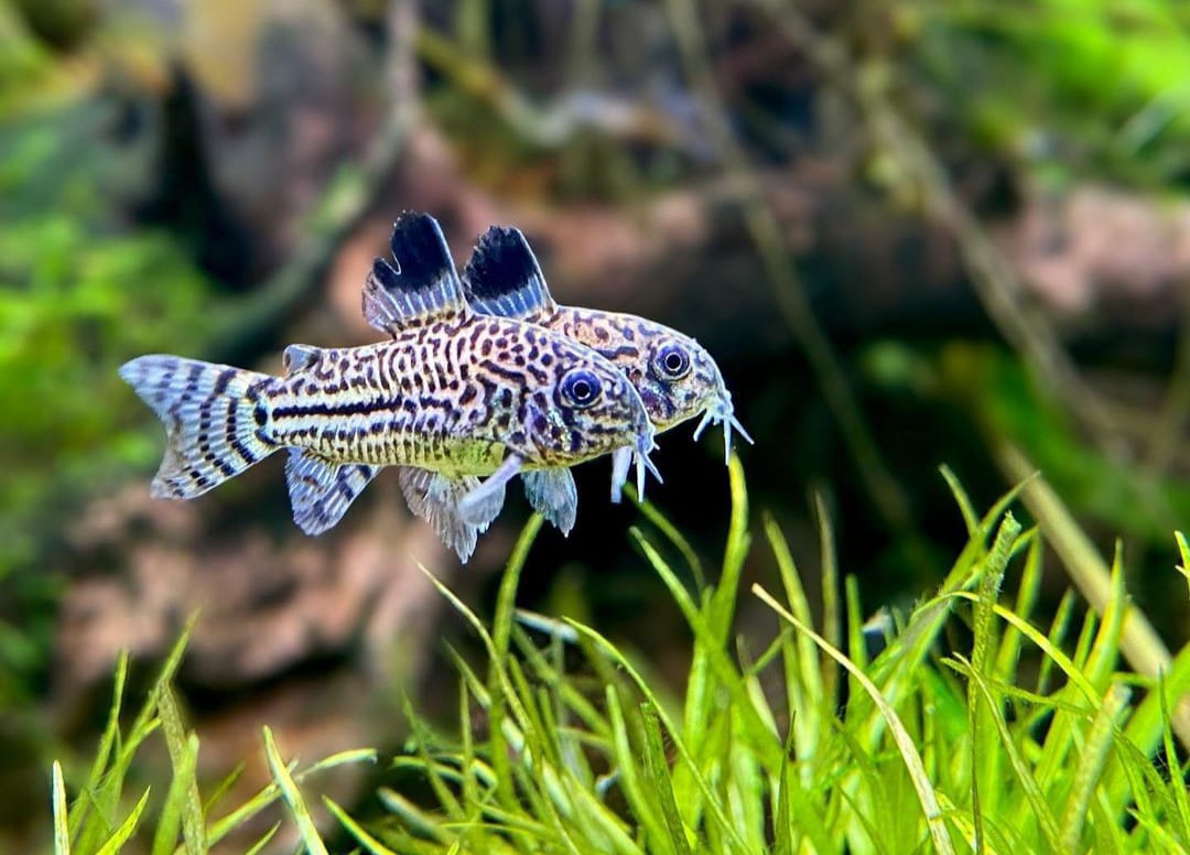 Juli Panzerwels - Hoplisoma (Corydoras) julii