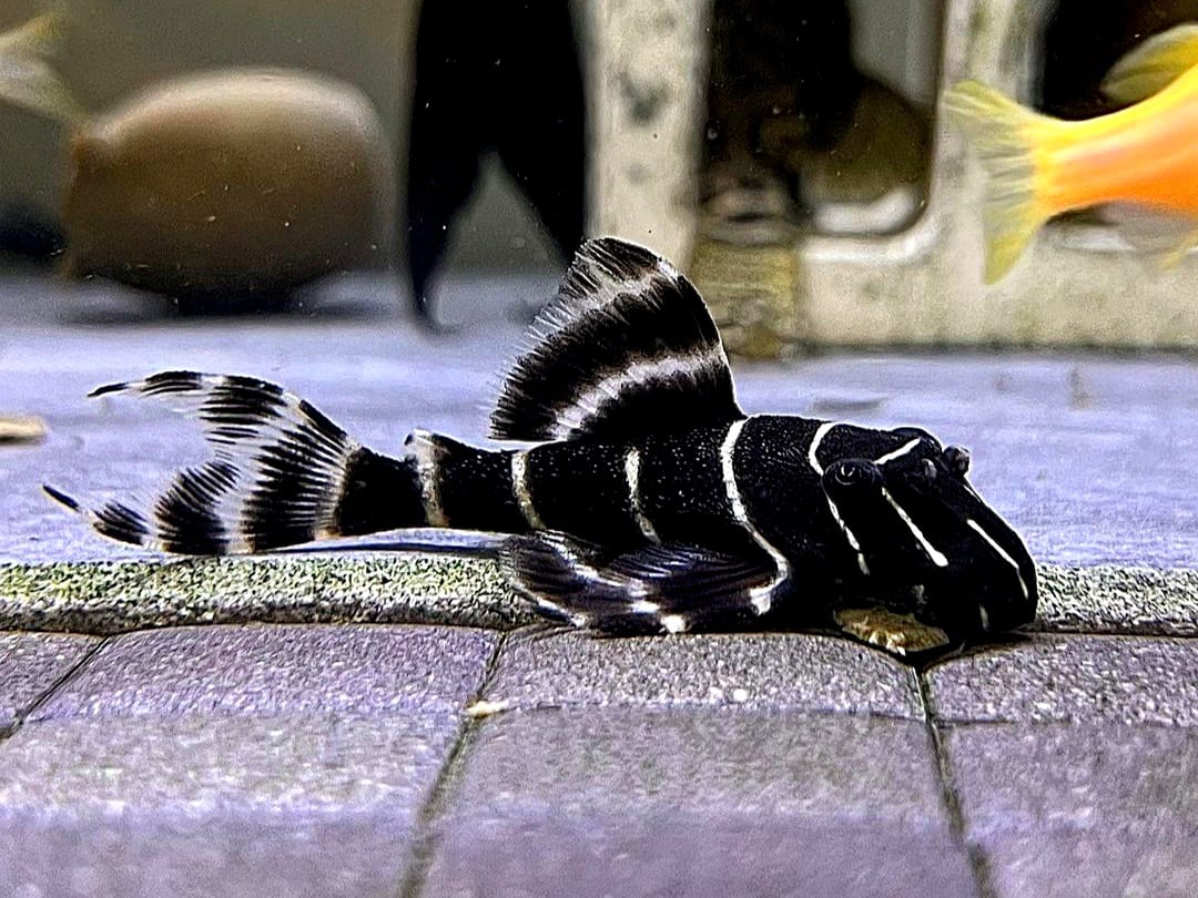 L204 Welse: Ringelsocken-Harnischwels, Panaqolus albivermis "Flash Pleco" 4-5 cm