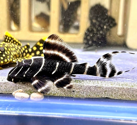 L204 Welse: Ringelsocken-Harnischwels, Panaqolus albivermis "Flash Pleco" 4-5 cm