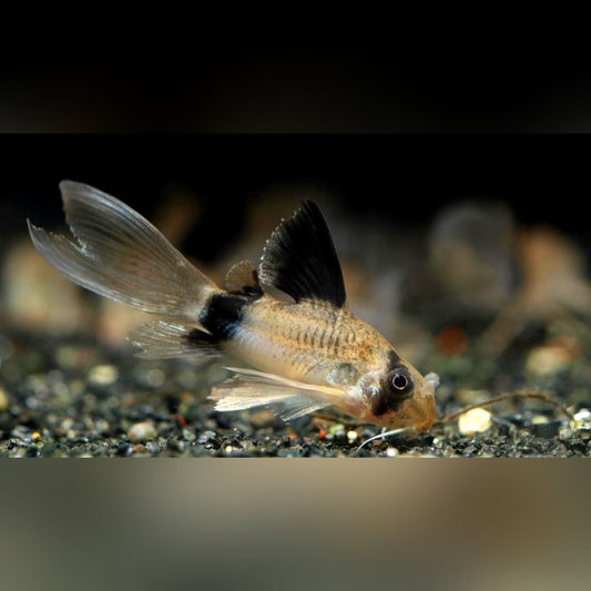 Panda Longfin Panzerwels - Corydoras panda Longfin aus Liebevoller Zucht