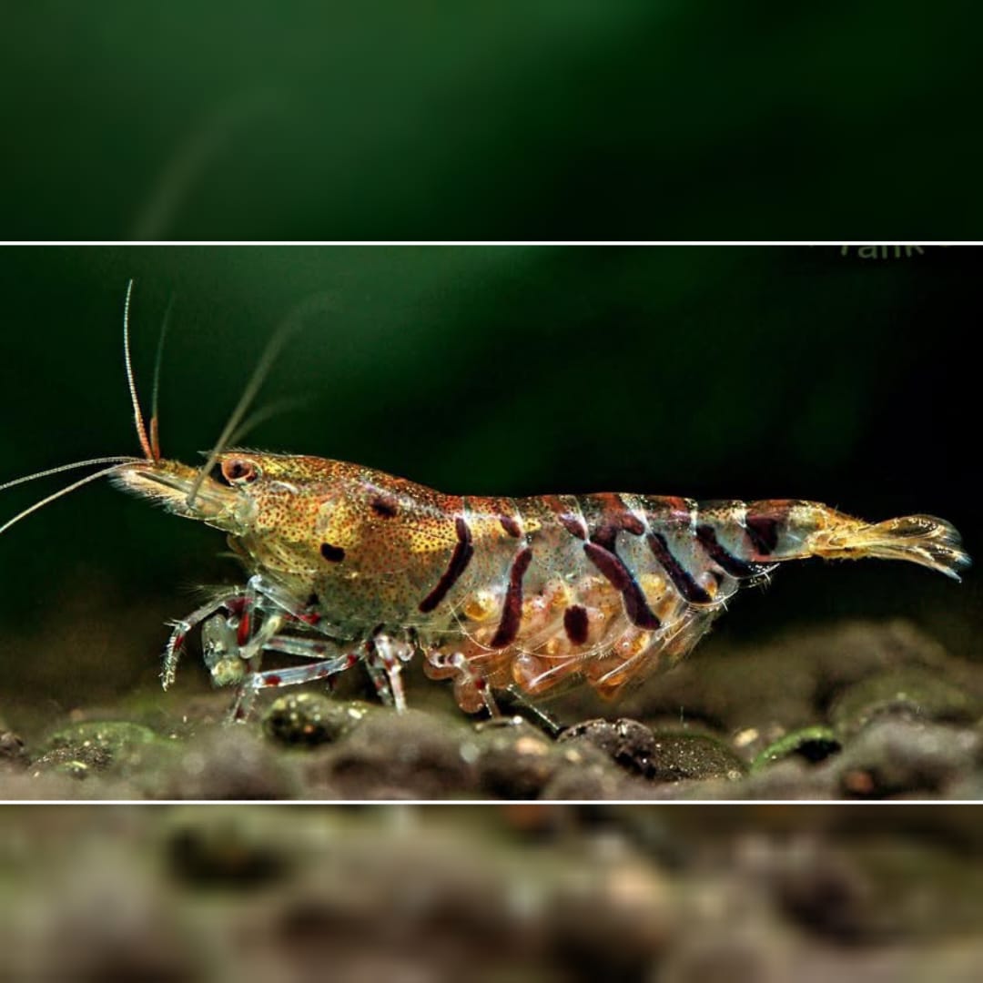 Caridina mariae - Tigergarnele
