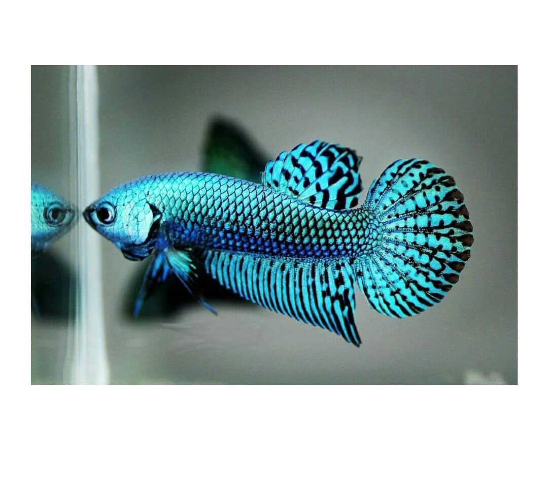 Betta splendens "Alien Blue" –  Zuchtkampffisch mit metallisch blauer Färbung Kampffisch