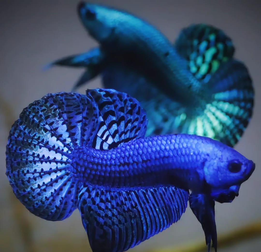 Betta splendens "Alien Blue" –  Zuchtkampffisch mit metallisch blauer Färbung Kampffisch