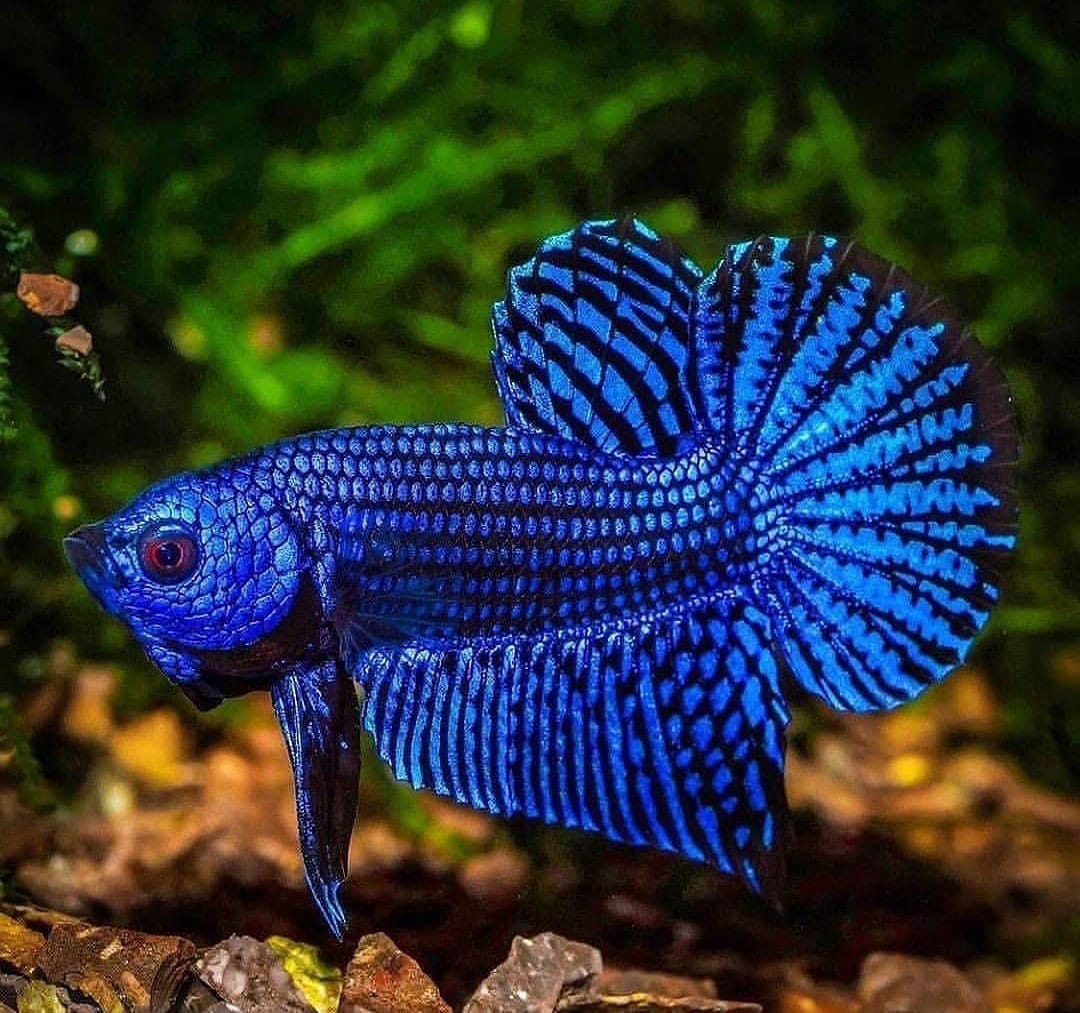 Betta splendens "Alien Blue" –  Zuchtkampffisch mit metallisch blauer Färbung Kampffisch
