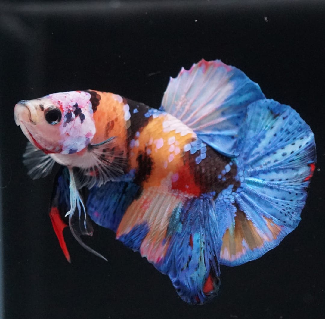 Betta splendens "Plakat Koi" – Farbstarker Koi-Kampffisch für dein Aquarium