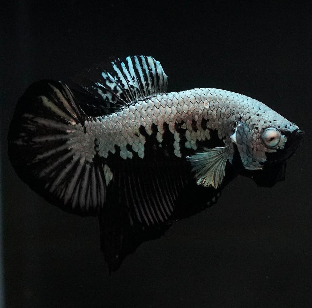 Betta splendens "Plakat Samurai Black" – Eleganter Kampffisch mit tiefschwarzer Pracht
