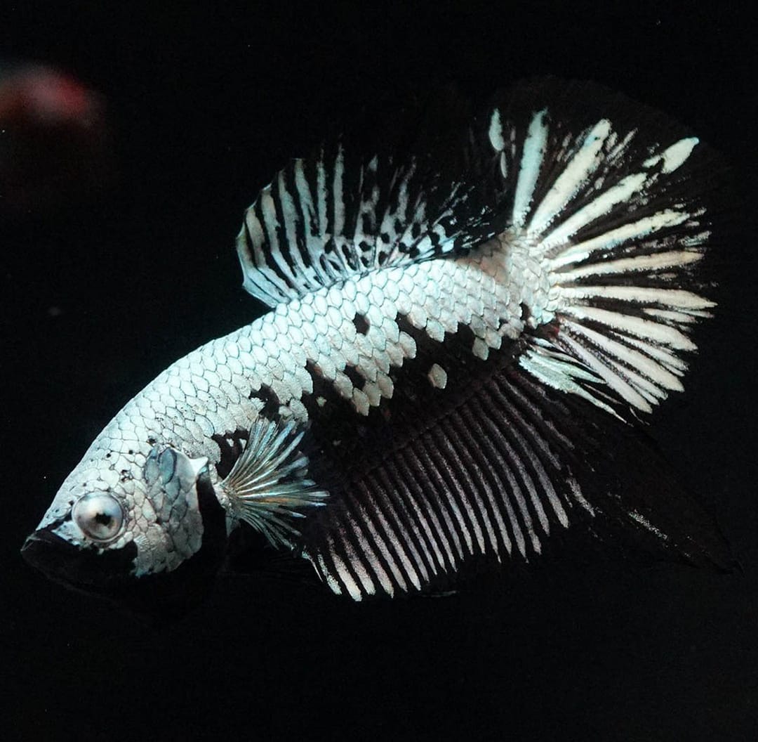 Betta splendens "Plakat Samurai Black" – Eleganter Kampffisch mit tiefschwarzer Pracht