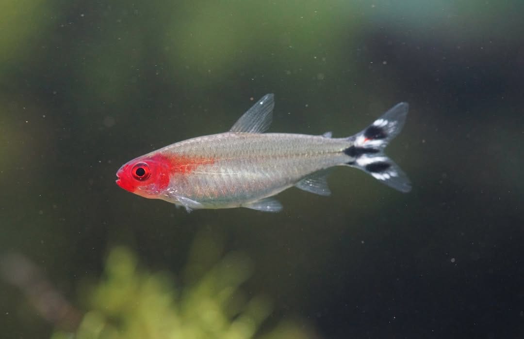 Petitella bleheri  - Rotkopfsalmler (Hemigrammus bleheri)