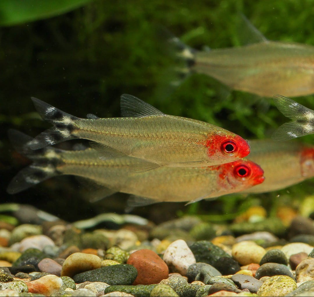 Petitella bleheri  - Rotkopfsalmler (Hemigrammus bleheri)