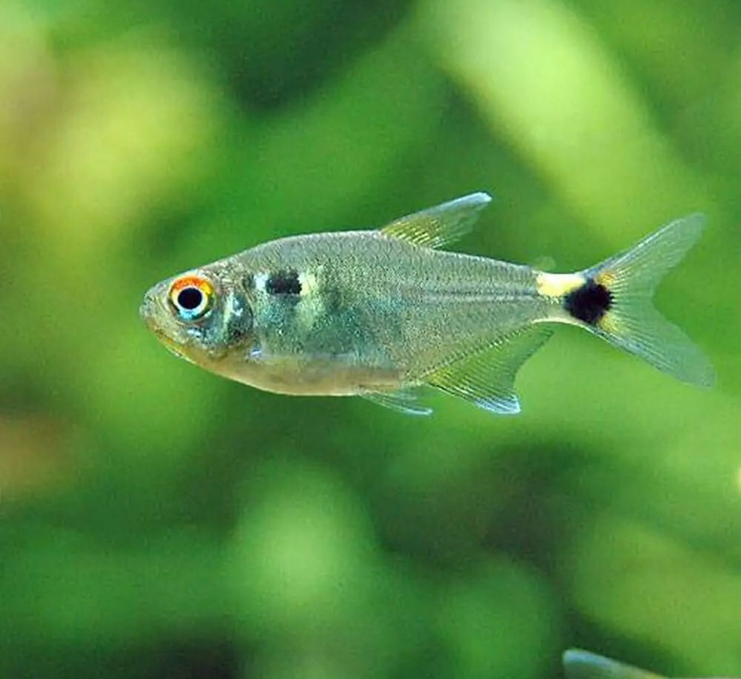 Hemigrammus ocellifer - Schlußlichtsalmler
