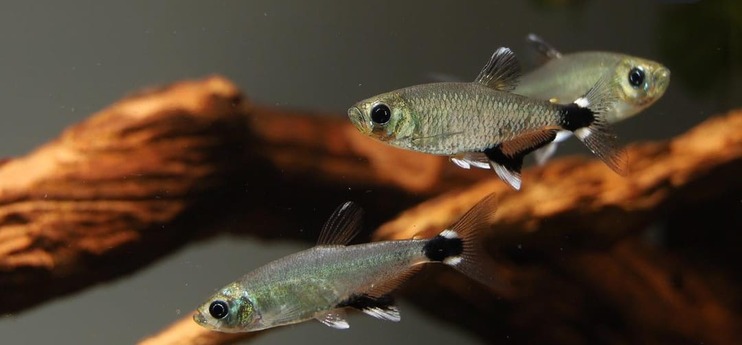 Aphyocharax paraguayensis – Augenflecksalmler