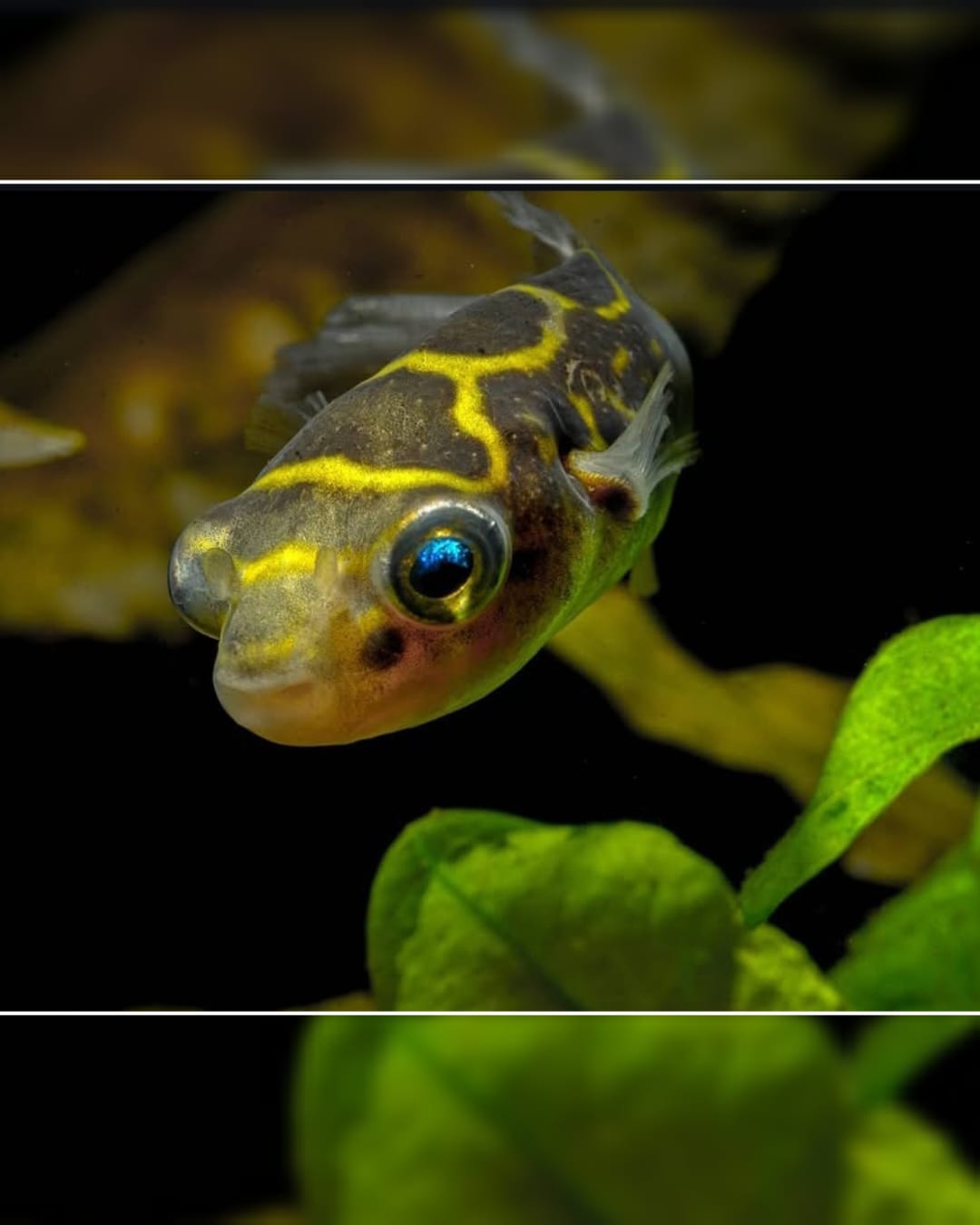 Tetraodon biocellatus - Augenfleck-Kugelfisch