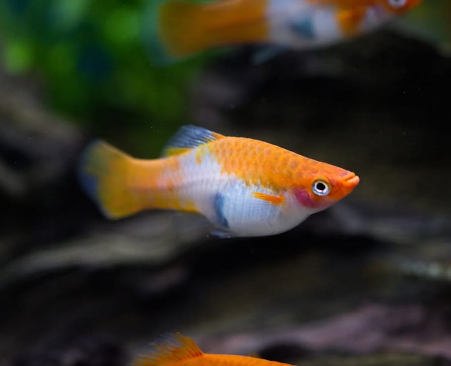 Schwertträger - Xiphophorus helleri  „Koi Kohaku Wagtail“