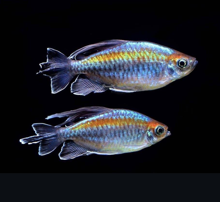 Phenacogrammus interruptus - Kongosalmler