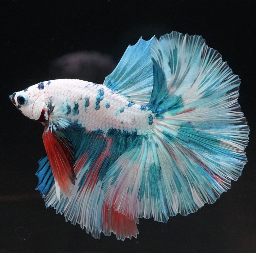 Betta splendens "Halfmoon Mix" – Eleganter Kampffisch