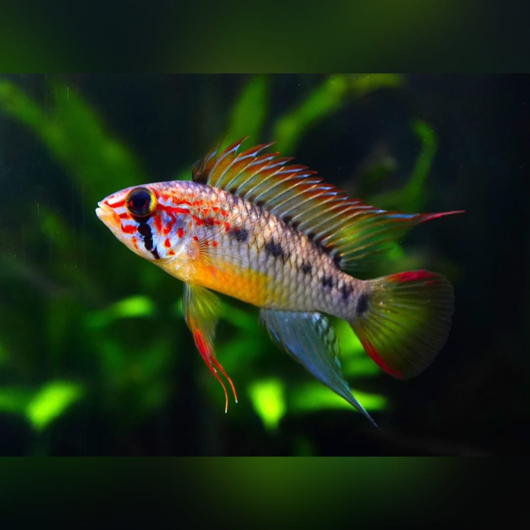 Apistogramma cf. hongsloi