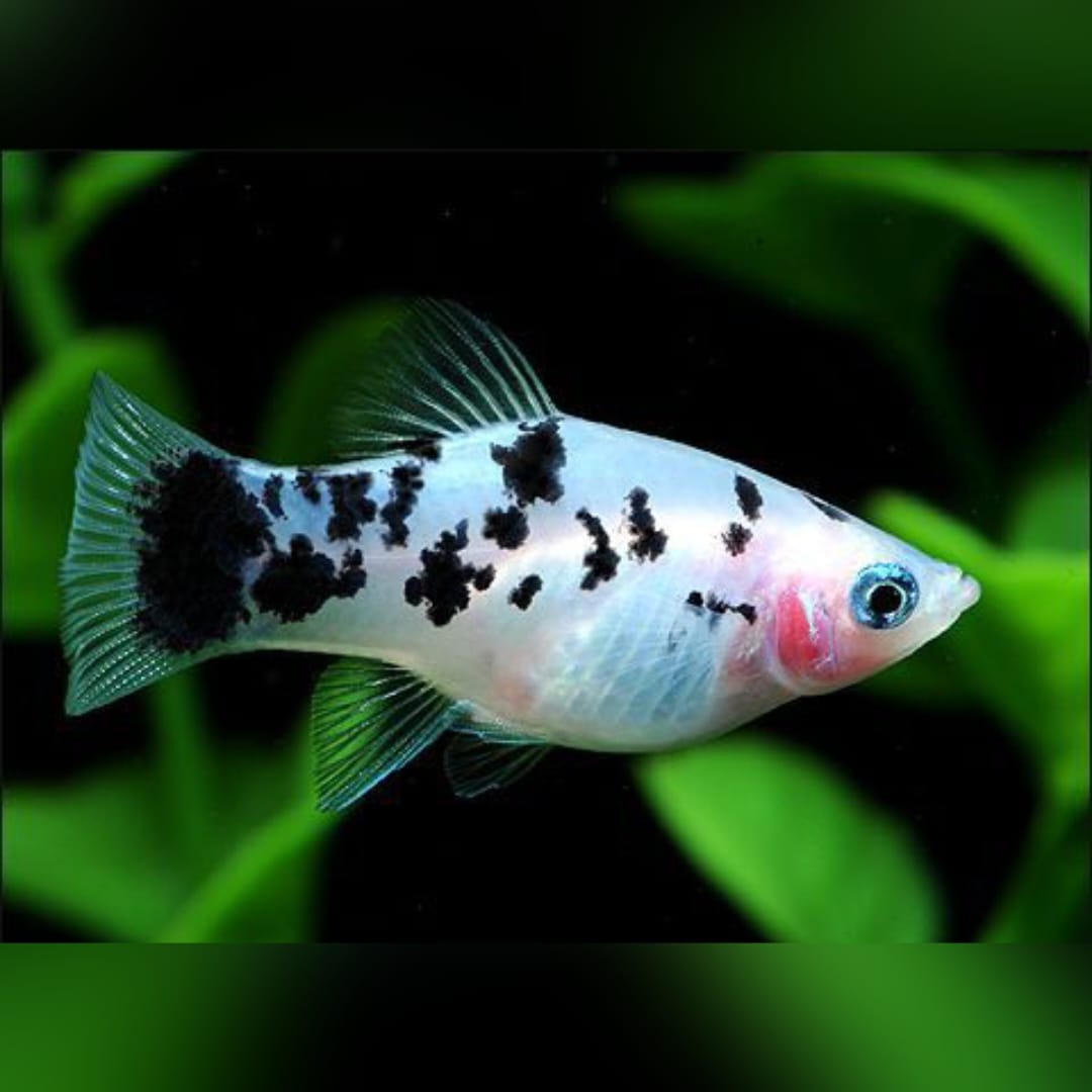 Platy Pfeffer und Salz Weiß – Elegante Kontraste für dein Aquarium