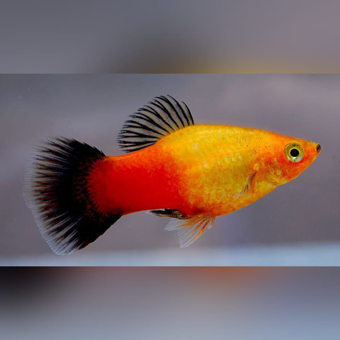 Platy Sunset Gold – Warme Farbenpracht wie ein Sonnenuntergang