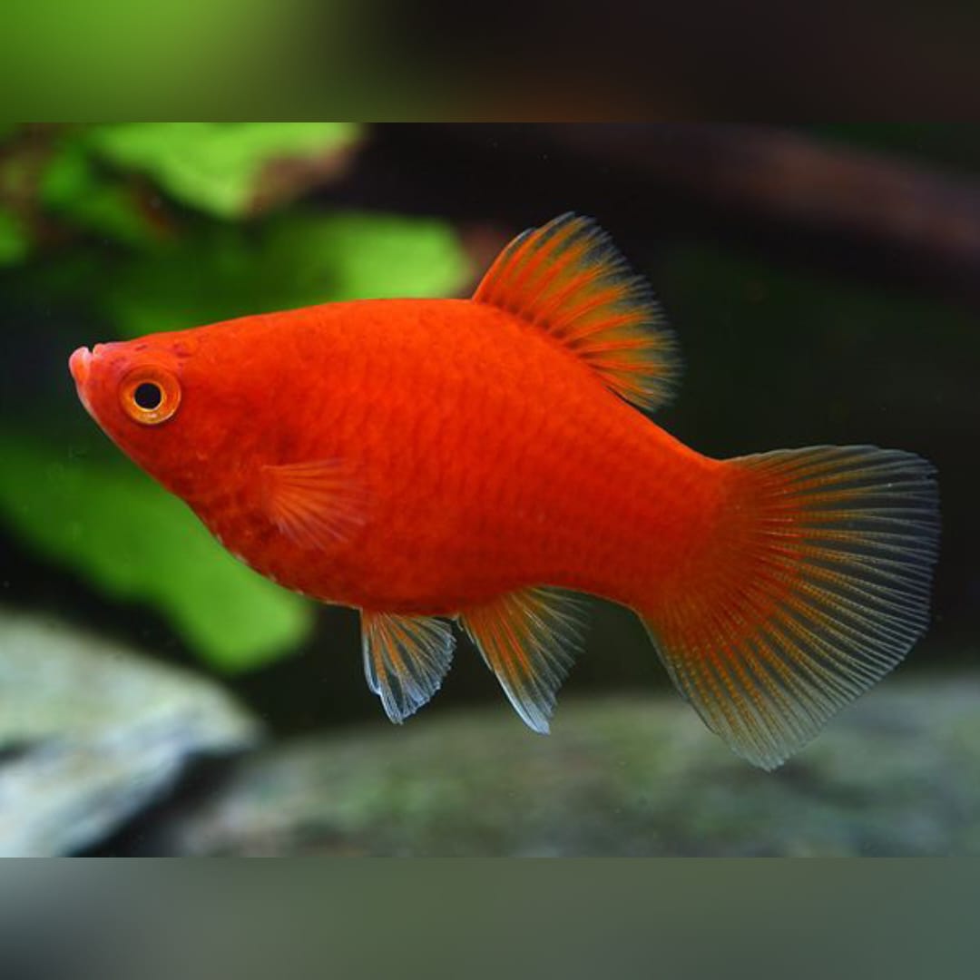 Platy Coral Red – Der rote Farbklecks für dein Aquarium